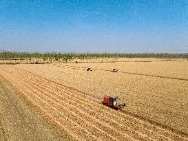 Wheat Harvest in Lianyungang