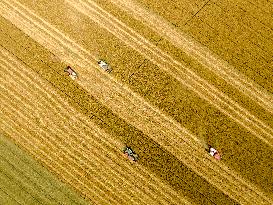 Wheat Harvest in Lianyungang