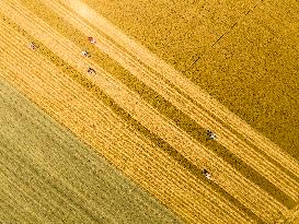 Wheat Harvest in Lianyungang