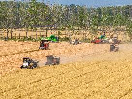 Wheat Harvest in Lianyungang