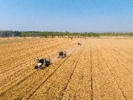 Wheat Harvest in Lianyungang