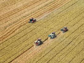 Wheat Harvest in Lianyungang