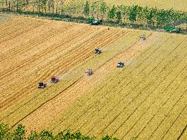 Wheat Harvest in Lianyungang