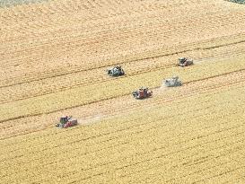 Wheat Harvest in Lianyungang