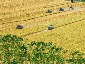 Wheat Harvest in Lianyungang