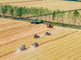 Wheat Harvest in Lianyungang