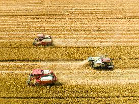 Wheat Harvest in Lianyungang