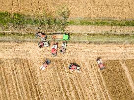 Wheat Harvest in Lianyungang