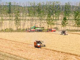 Wheat Harvest in Lianyungang