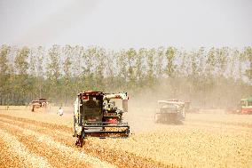 Wheat Harvest in Lianyungang