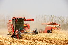 Wheat Harvest in Lianyungang