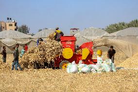 Wheat Harvest in Gaza