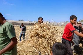 Wheat Harvest in Gaza