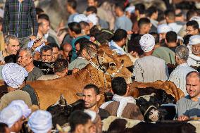 EGYPT-BENI SUEF-EID AL-ADHA-LIVESTOCK MARKET