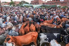 EGYPT-BENI SUEF-EID AL-ADHA-LIVESTOCK MARKET