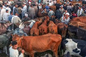 EGYPT-BENI SUEF-EID AL-ADHA-LIVESTOCK MARKET