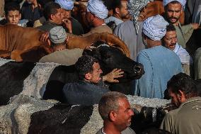 EGYPT-BENI SUEF-EID AL-ADHA-LIVESTOCK MARKET