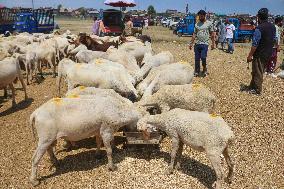 Livestock Ahead Of Eid-Al Adha In Kashmir