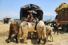 Livestock Ahead Of Eid-Al Adha In Kashmir