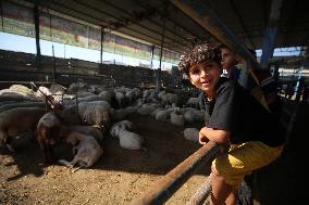 Eid Al-Adha Preparations In Gaza