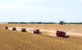 Wheat Harvest in Qingdao