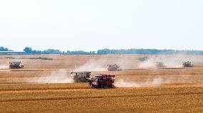 Wheat Harvest in Qingdao