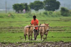 INDIA-ASSAM-PADDY PLANTATION