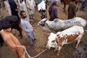 PAKISTAN-PESHAWAR-EID AL-ADHA-LIVESTOCK MARKET