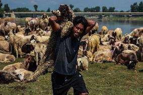 Livestock Market In Kashmir