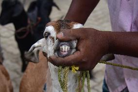 Livestock Ahead Of Eid-Al Adha In Assam