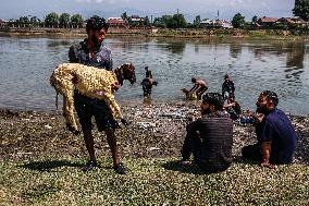 Livestock Market In Kashmir