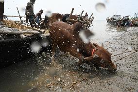 Eid Al-Adha In Bangladesh