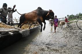 Eid Al-Adha In Bangladesh