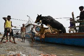 Eid Al-Adha In Bangladesh