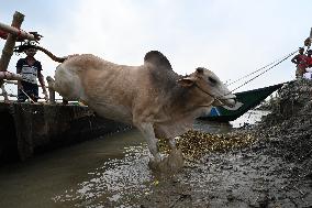 Eid Al-Adha In Bangladesh