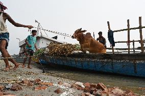 Eid Al-Adha In Bangladesh