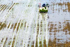 Farmers Transplant Rice Seedlings in A Field in Huai 'an
