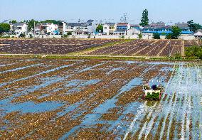 Farmers Transplant Rice Seedlings in A Field in Huai 'an