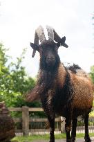 Cologne 1.FC Club Mascot Hennes Predicts Winner Over Hungary v Switzerland Game