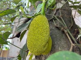 Jackfruit Growing In Kerala, India