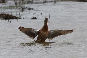 Rainham Marshes Nature Reserve