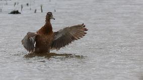 Rainham Marshes Nature Reserve