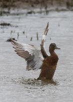 Rainham Marshes Nature Reserve