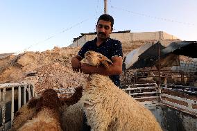 JORDAN-AMMAN-EID AL-ADHA-LIVESTOCK MARKET