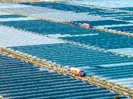 A Watermelon Planting Base in Lianyungang