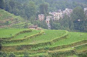 Terraced Field in Guizhou