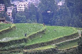 Terraced Field in Guizhou
