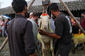 Eid Ul Adha Preparations In Kashmir