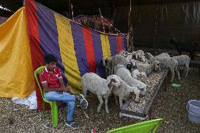 Eid Ul Adha Preparations In Kashmir