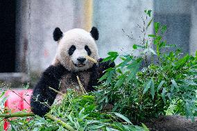 Giant Panda at Chongqing Zoo